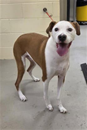 Buddy - Boxer