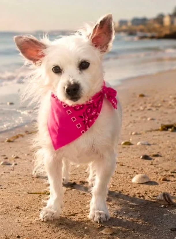 Sweet Pea - Chihuahua
