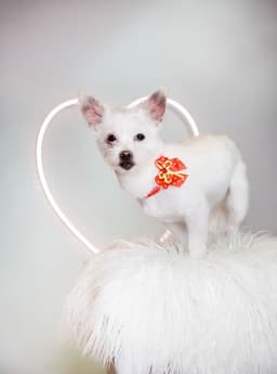 Sweet Pea image 4