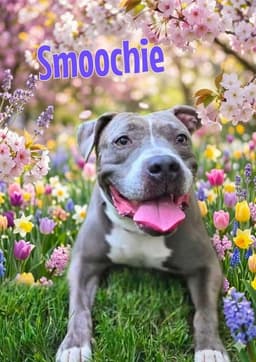 Smoochie - Lifetime Expenses Covered image 1