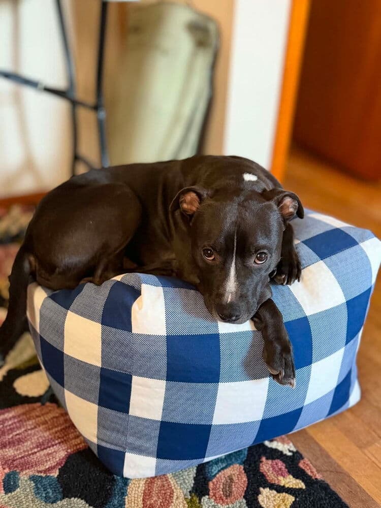 Colby - Staffordshire Bull Terrier