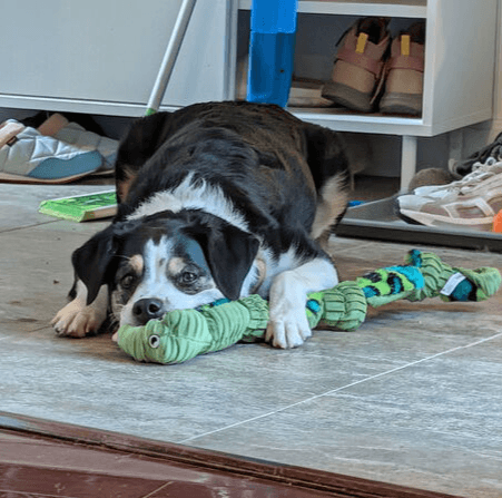 Sadie - Australian Cattle Dog/Blue Heeler