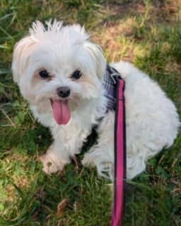 Dolly image 1