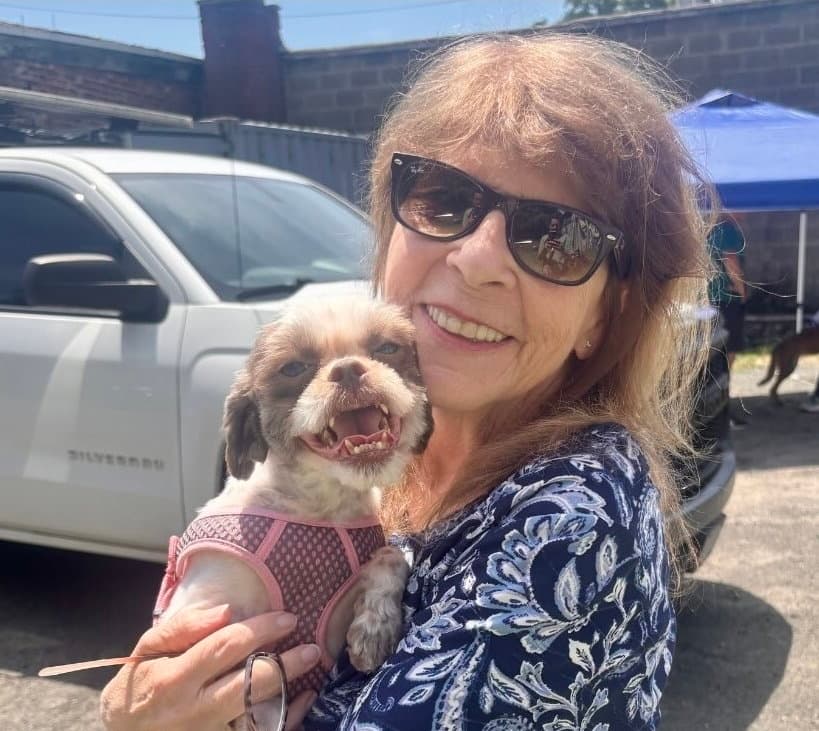 Dahlia - Shih Tzu