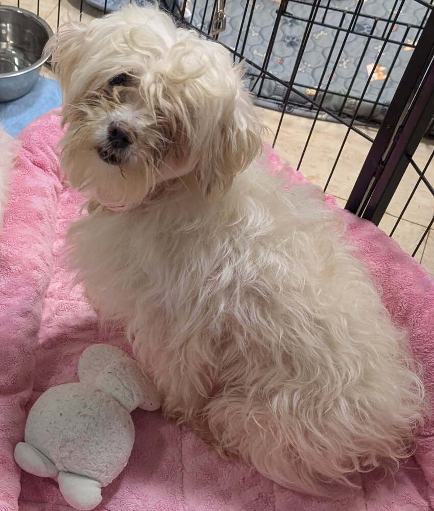 Belle - Maltese