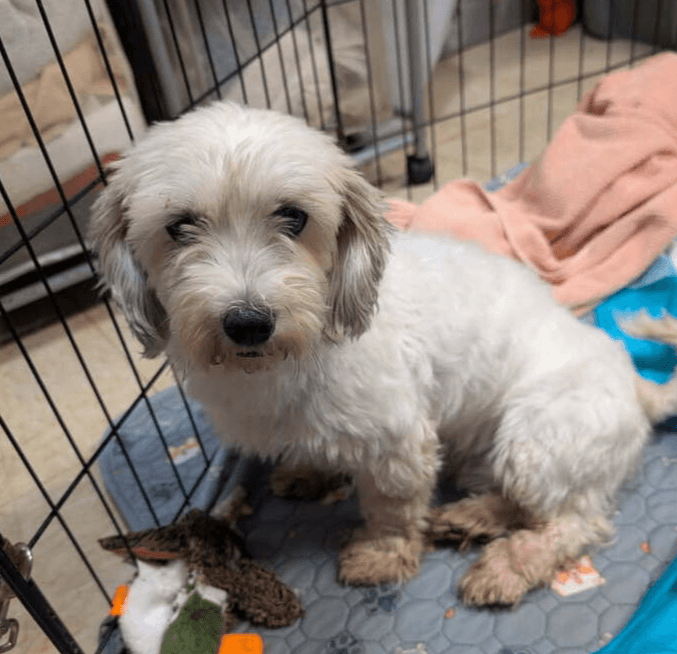 Colette - Coton de Tulear