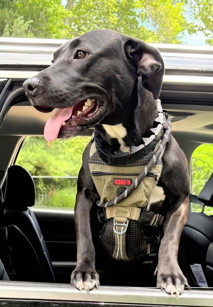 Poppy - American Pit Bull Terrier