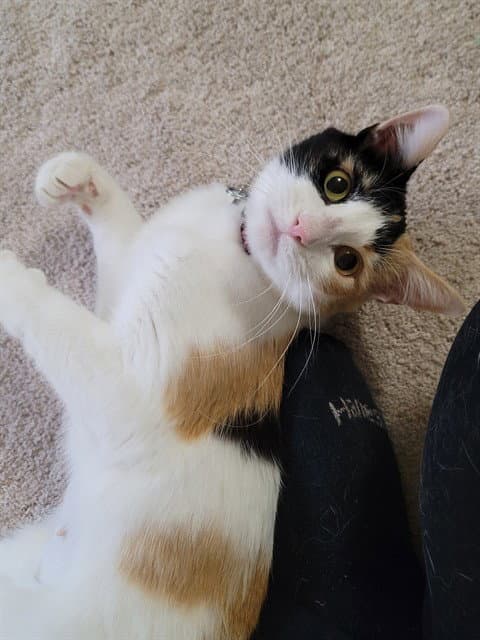 Saffron - Domestic Short Hair
