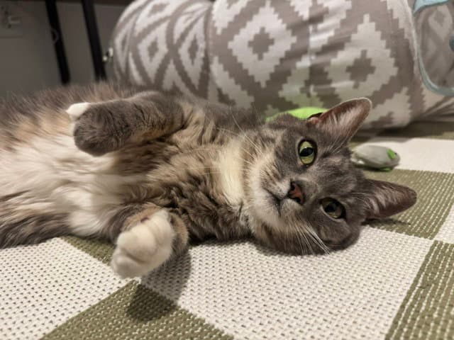 Twitchy - Domestic Short Hair