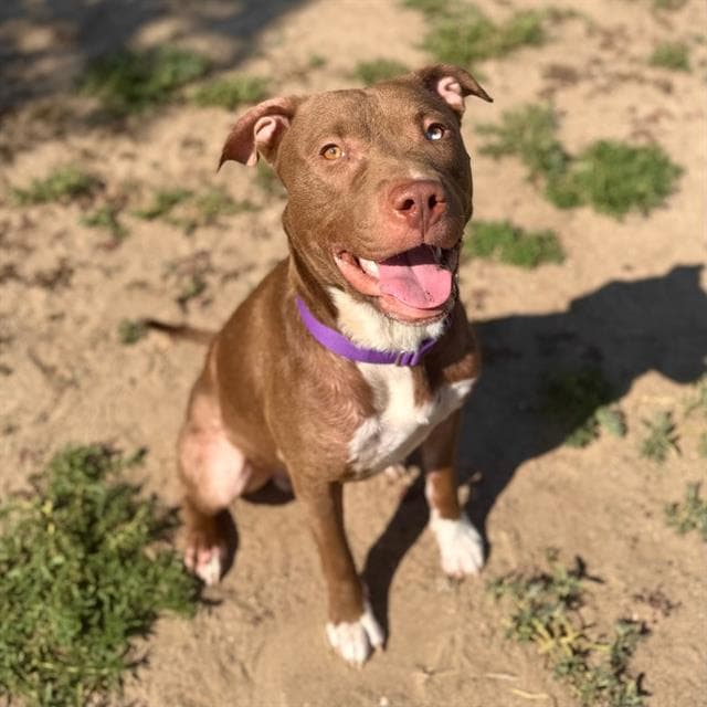 Jam Jam - Pit Bull Terrier