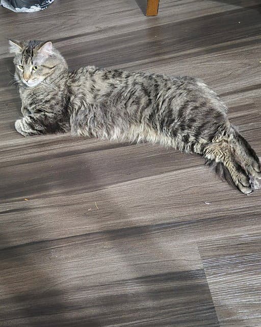 Russet Potato - Domestic Medium Hair