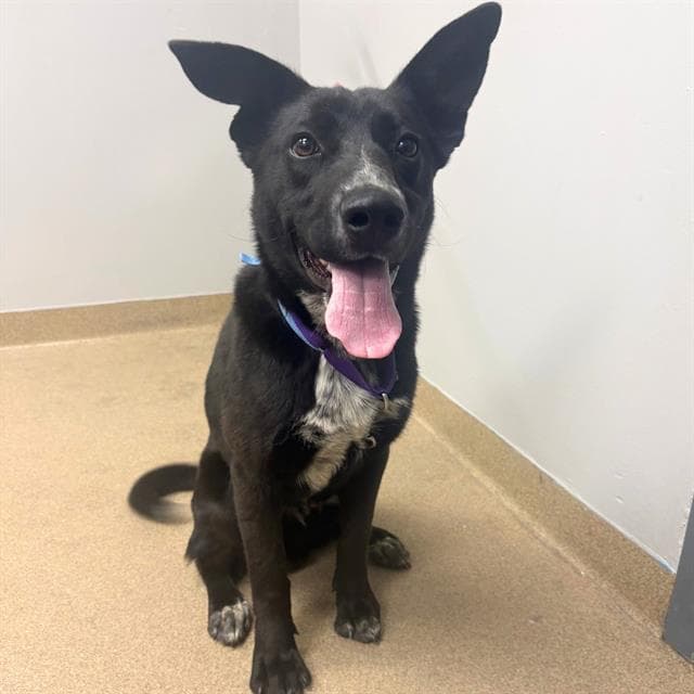 Scrabble - Australian Cattle Dog/Blue Heeler