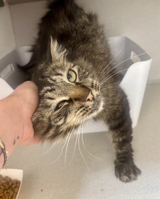Charles - Domestic Medium Hair