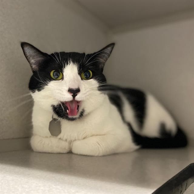Bats - Domestic Short Hair