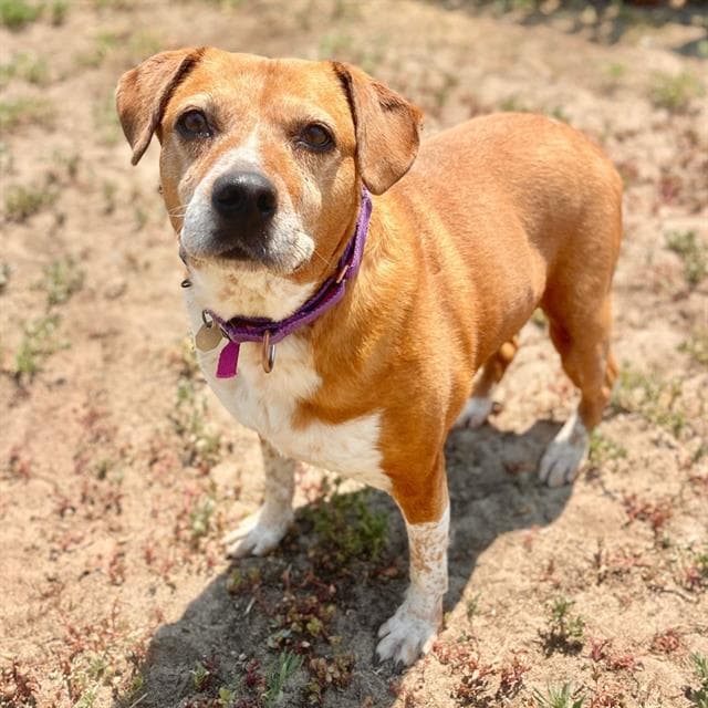 Tori - Australian Cattle Dog/Blue Heeler