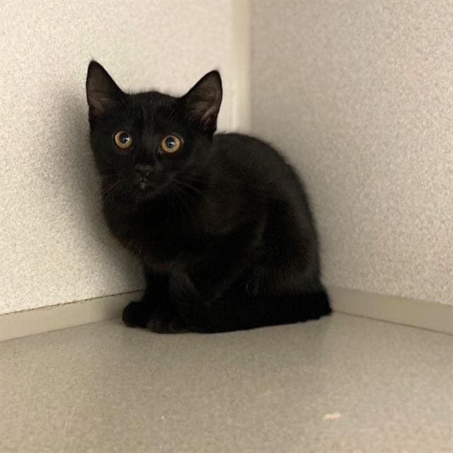 Tiana - Domestic Short Hair