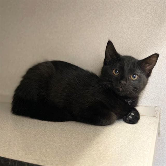 Evangeline - Domestic Short Hair