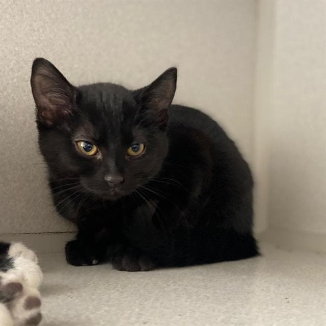 Ray - Domestic Short Hair