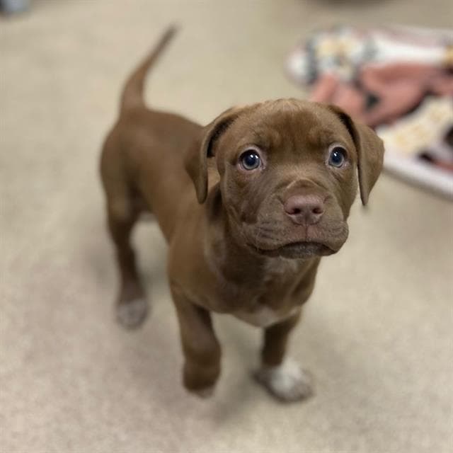 Deedee - Pit Bull Terrier
