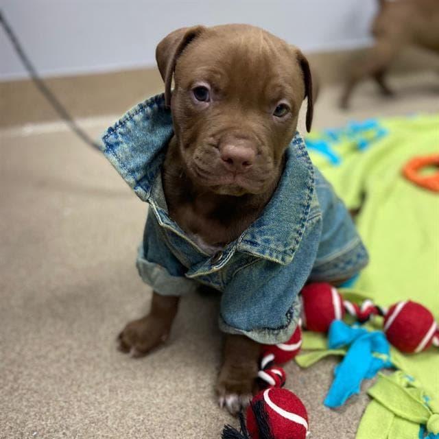 Jj - Pit Bull Terrier