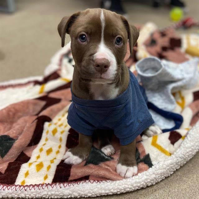 Bluey - Pit Bull Terrier