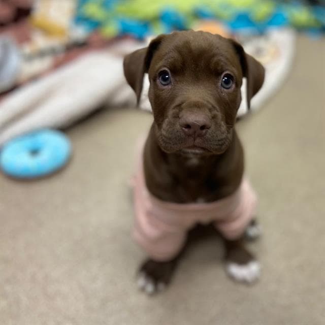 Pinky - Pit Bull Terrier