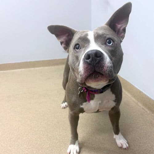 Miss Daisy - American Staffordshire Terrier
