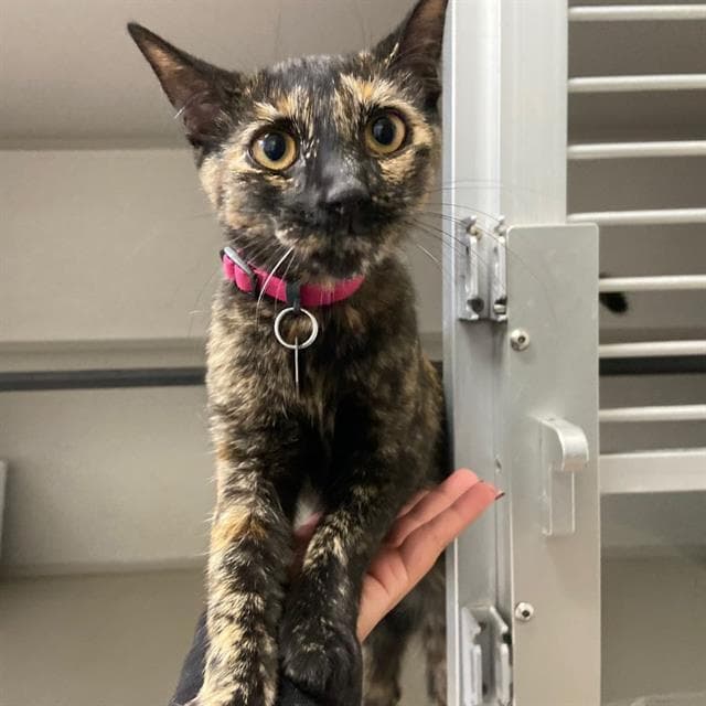 Yolis - Domestic Short Hair