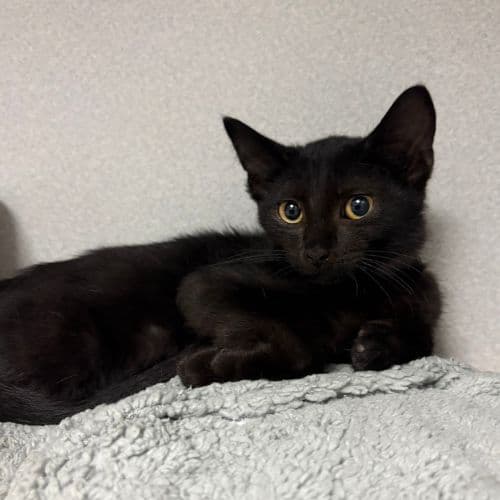 Oscar - Domestic Short Hair