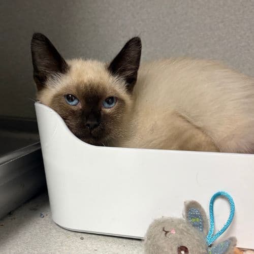 Spencer - Domestic Short Hair