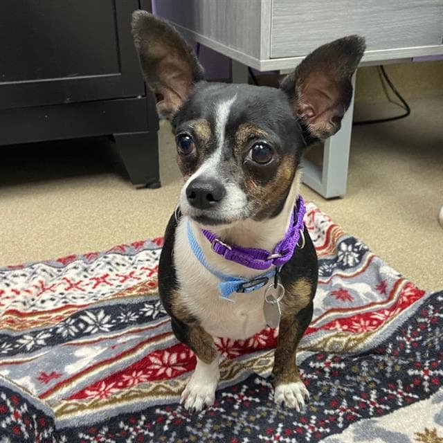 Ricky - Chihuahua