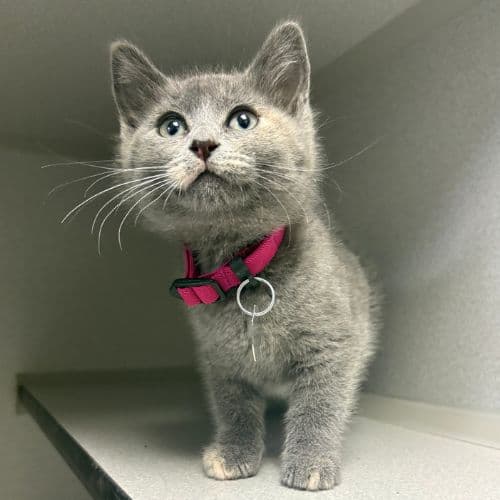 Bagel - Domestic Short Hair