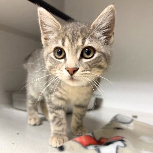 Star - Domestic Short Hair