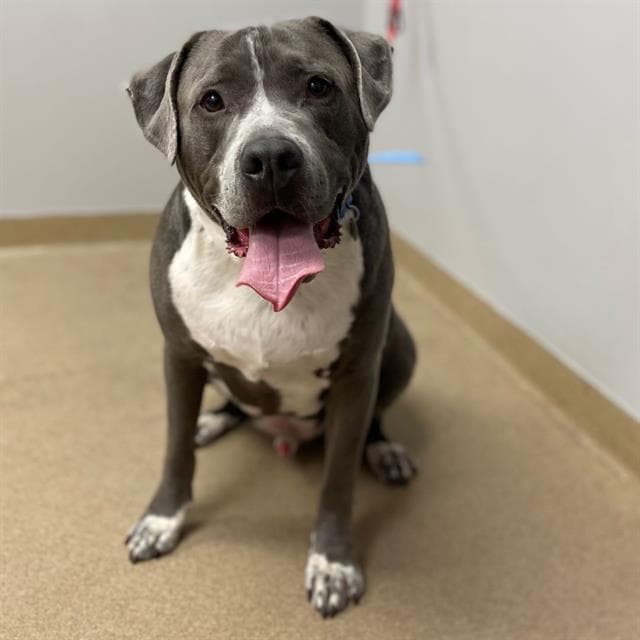 Zym - American Staffordshire Terrier