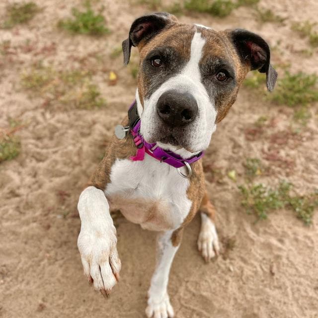 Clover - Boxer