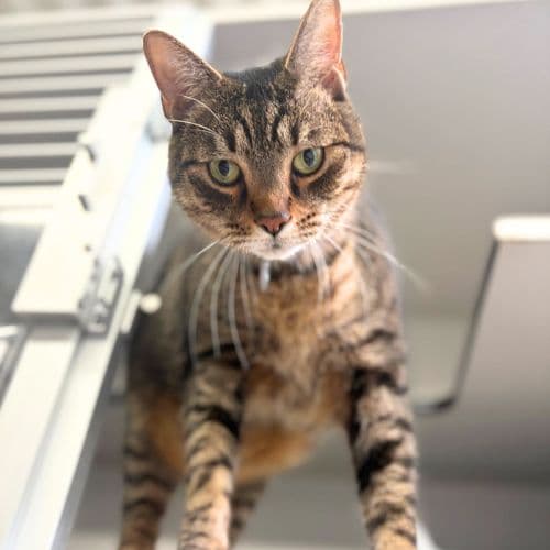 Rajah - Domestic Medium Hair
