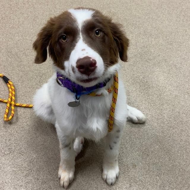 Eggplant - English Setter