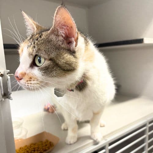 Mia - Domestic Short Hair