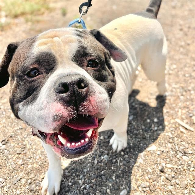 Ernest - American Bulldog