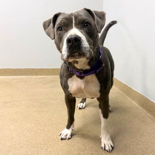 Aggie - Pit Bull Terrier