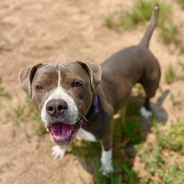 Aggie - Pit Bull Terrier