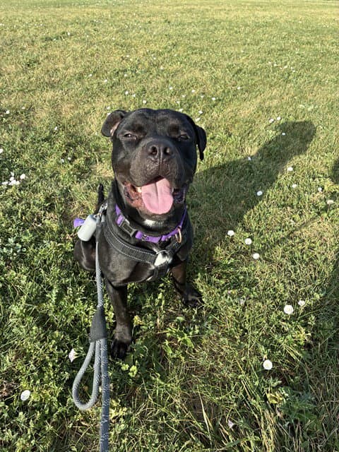 Pete - American Bulldog