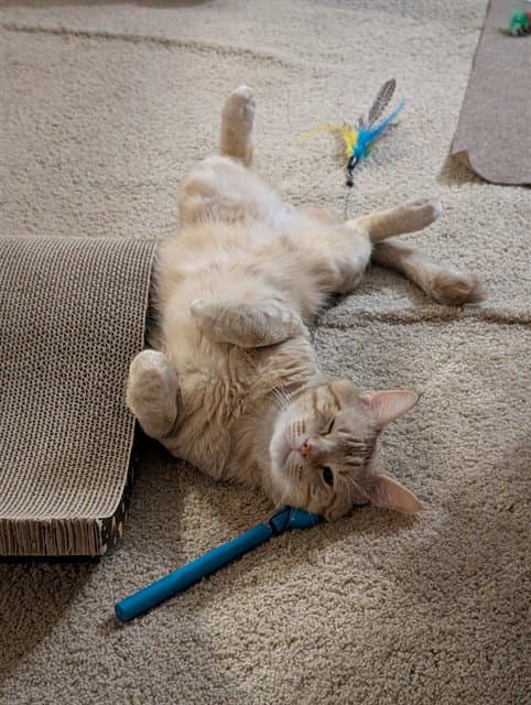Luck - Domestic Short Hair