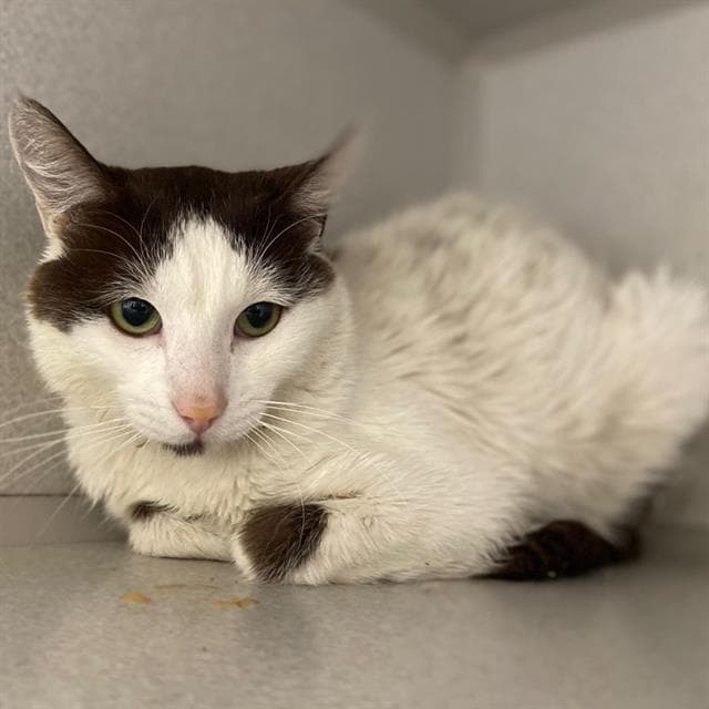 Richard - Domestic Short Hair