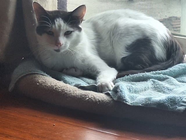 Richard - Domestic Short Hair