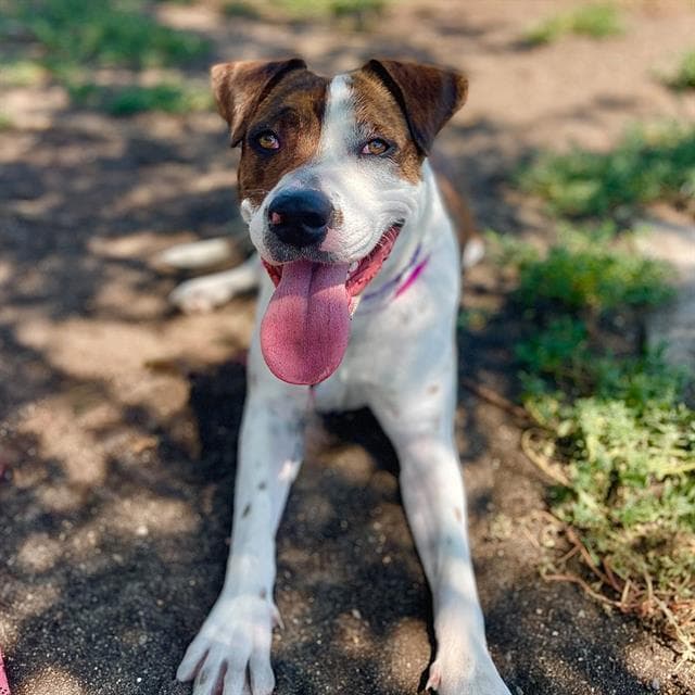 Phoebe - Boxer