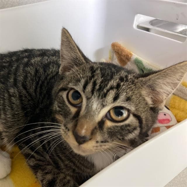 Unknown - Domestic Short Hair
