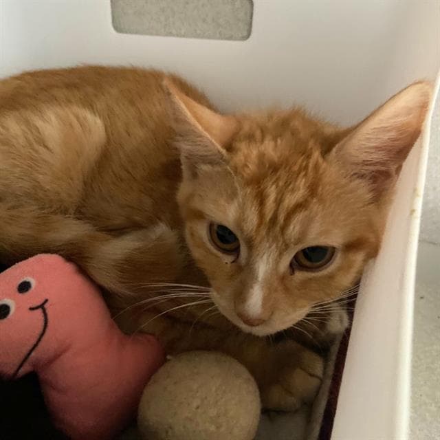 Unknown - Domestic Short Hair