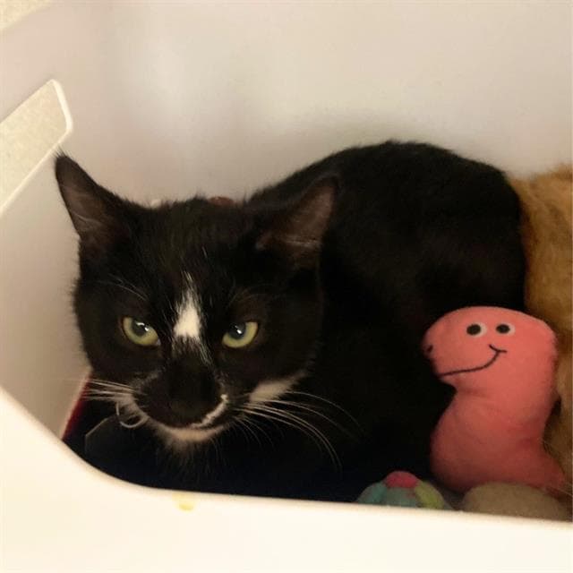 Unknown - Domestic Short Hair