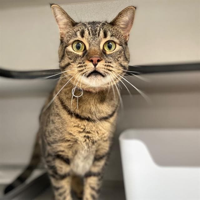 Hazel - Domestic Short Hair